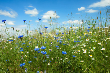 Summer flowers field