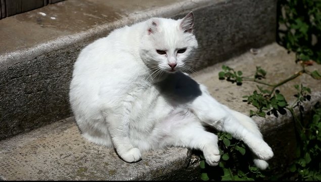 chat blanc