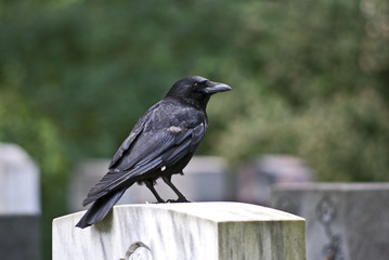 Rabenkrähe