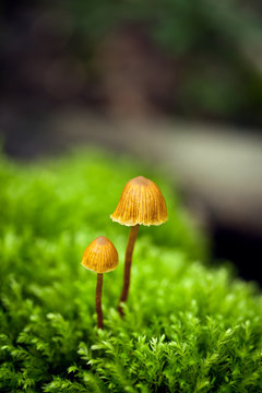 Two Tiny Mushrooms