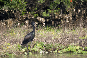 African open-billed stork, Selous National Park, Tanzania