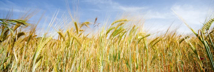 Photo sur Plexiglas Été campo de trigo