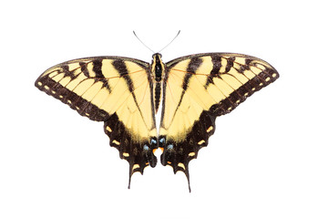 Fototapeta premium Isolated Tiger Swallowtail Butterfly