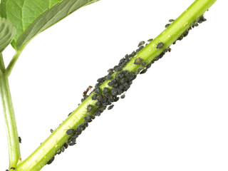 Schwarze Blattläuse und Ameisen - Freigestellt