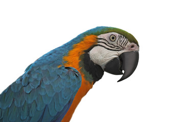 White isolated parrot