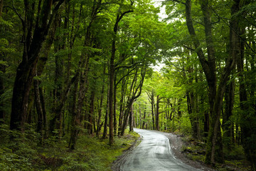 Obraz premium Rainforest road