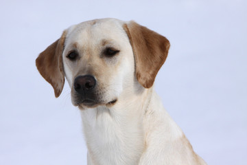 Labrador Retriever im Schnee