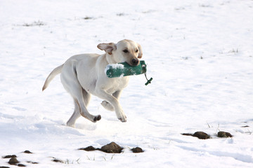Spielender Labrador Retriever im Schnee