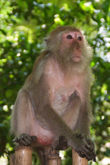 pavian Affe affen monkey monkeys männlich nase