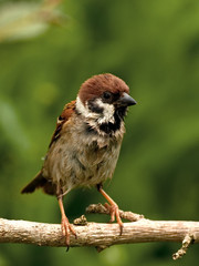 Sorry looking Tree Sparrow