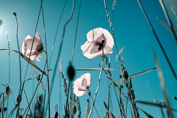 Mohnblumen Papaver rhoeas © Nailia Schwarz