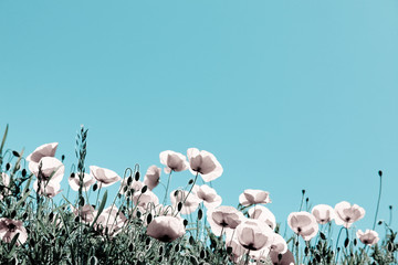 Mohnblumen Papaver rhoeas