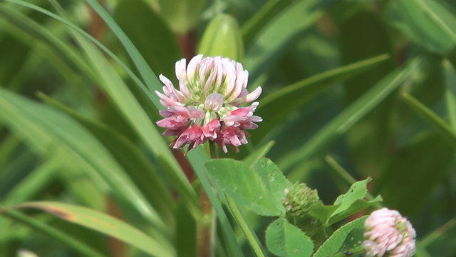 Clover flower close-up on a background of green grass.
