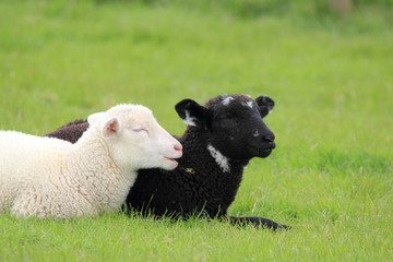 black and white lamb