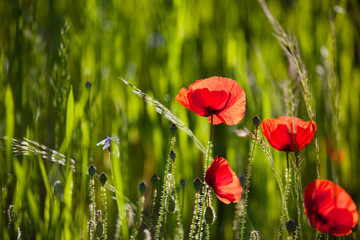 Mohnblumen Papaver rhoeas