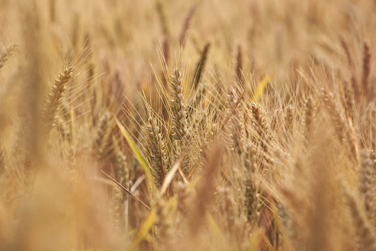 spica of corn in field