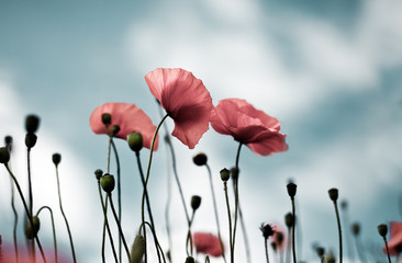 Fototapeta premium Mohnblumen Papaver rhoeas