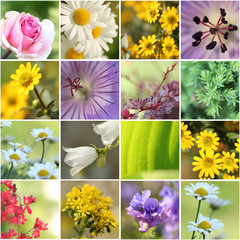 Collage Gartenblumen © StefanieBaum