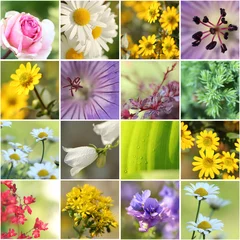 Fototapete Collage Gartenblumen © StefanieBaum