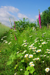 Blumenwiese - flower meadow 08 © LianeM