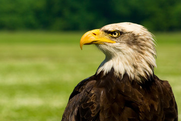 bald eagle bird