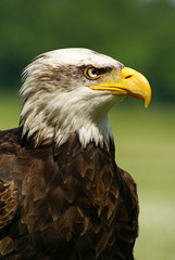 Obraz premium Strong bald eagle