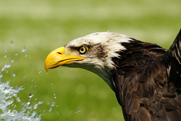 bald egle with water splash