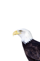 Weisskopfseeadler freigestellt