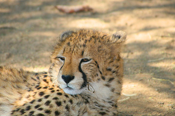 Junger Gepard