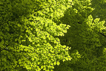 Green trees, leaves in forest