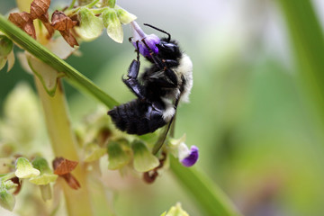 Fototapeta premium Bee