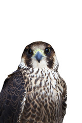 Gerfalke freigestellt