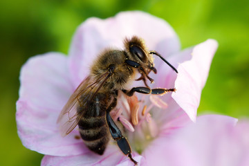 Biene auf Blüte