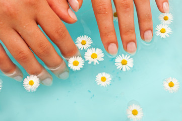 closeup of womans hands dipped in blue water with chamomiles