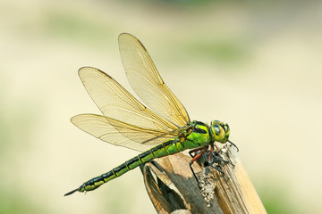 dragonflies