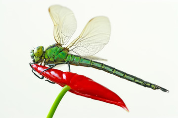 dragonflies