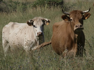 Obraz premium vaca y ternero en la provincia de Madrid
