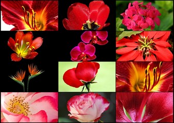 Red  Flower Collage