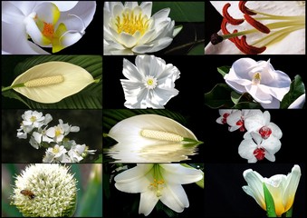 White  Flower Collage