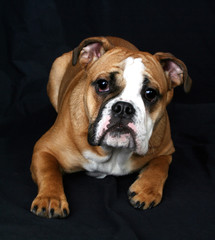 Bulldogge