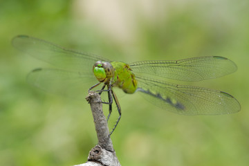 Libellula