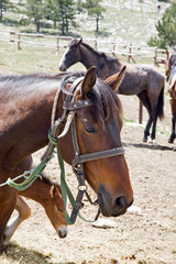 Obraz premium Hitching post