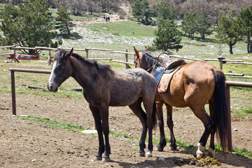 Obraz premium Hitching post