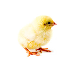 Yellow chicken
