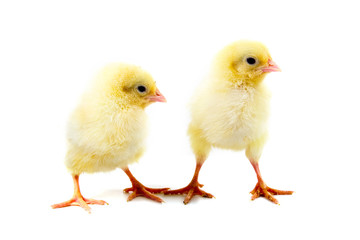 Yellow chickens