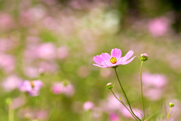 コスモスの花畑