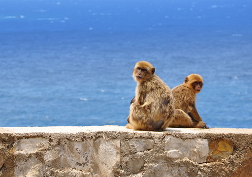 singes en bord de mer