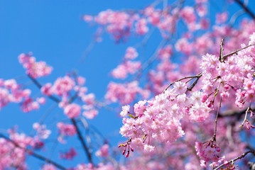満開の紅枝垂桜の花
