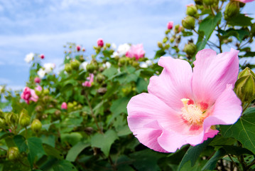スイフヨウの花