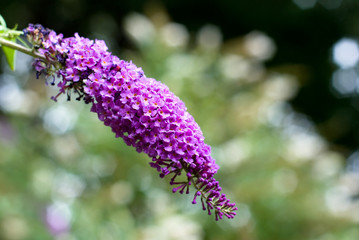 フサフジウツギ（ブッドレア）の花